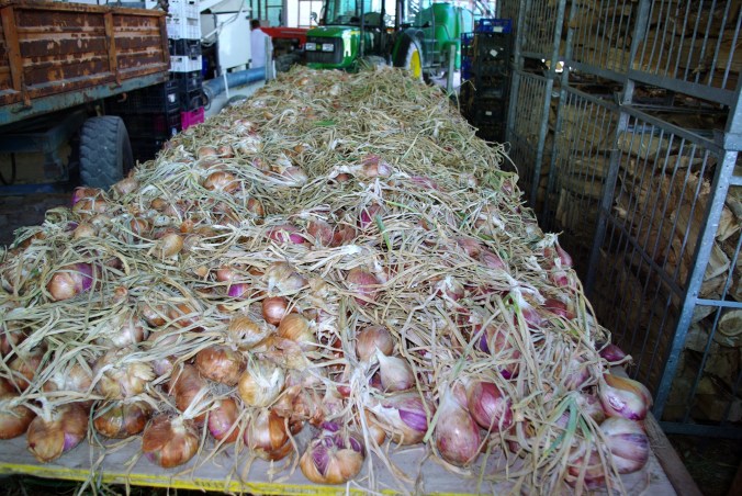 Carro di cipolle napoletane all'azienda agricola -  Alma Scuola di Cucina - Summer School 2015