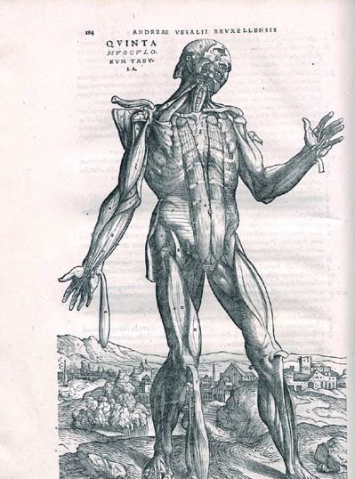 De Humani Corpori Fabrica